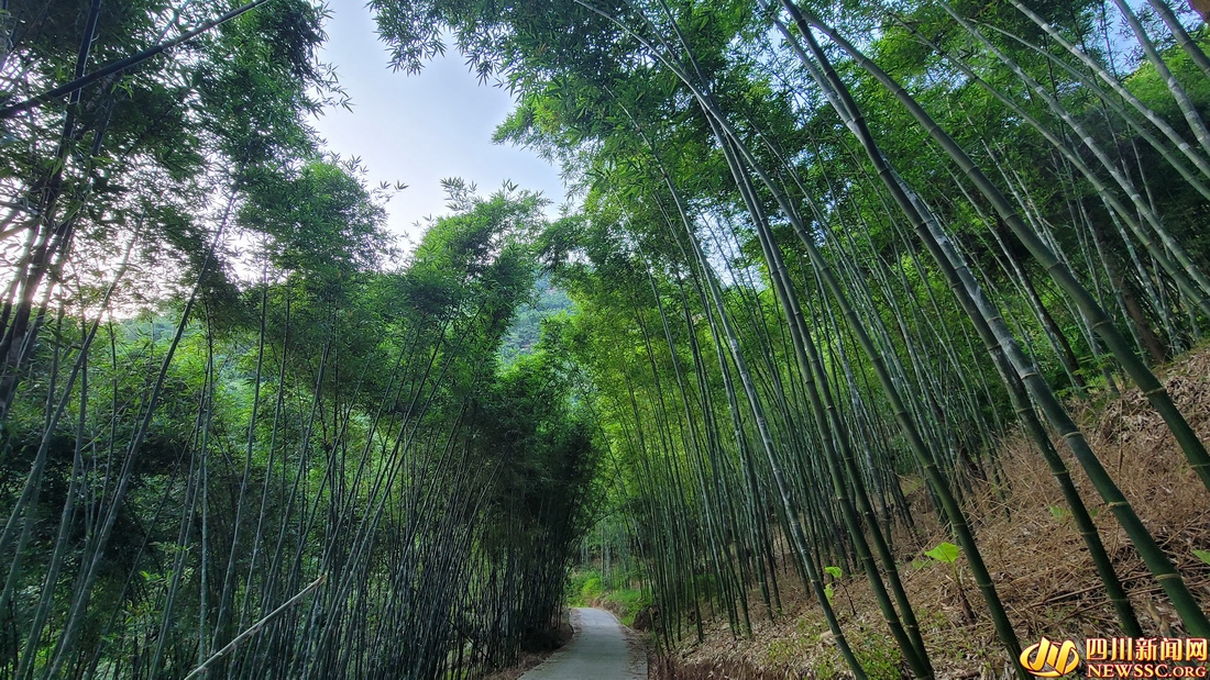 漫山遍野的巨黄竹，是当地村民的“钱袋子”.jpg