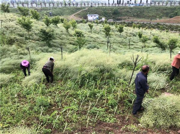 4月26日村民收割丰收在望的油菜3.jpg